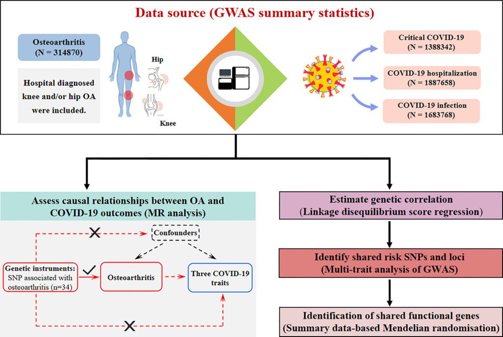 Camelyn M3 Tepalas: Efektyvus Sprendimas Osteoartrito Gydymui