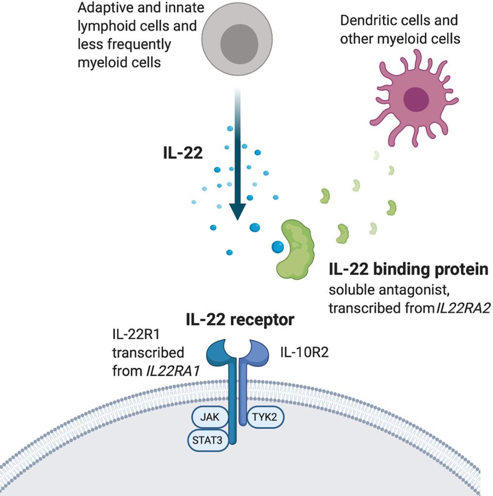 Interleukinas 22: Biologinės Funkcijos ir Terapinės Galimybės