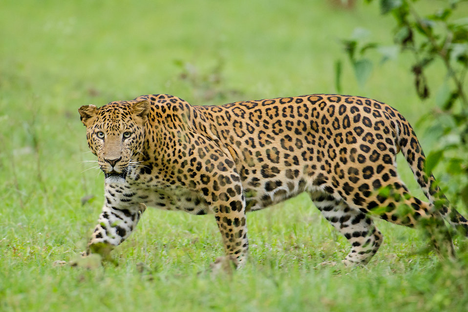 Leopardas: Pasaulio Didžioji Katė