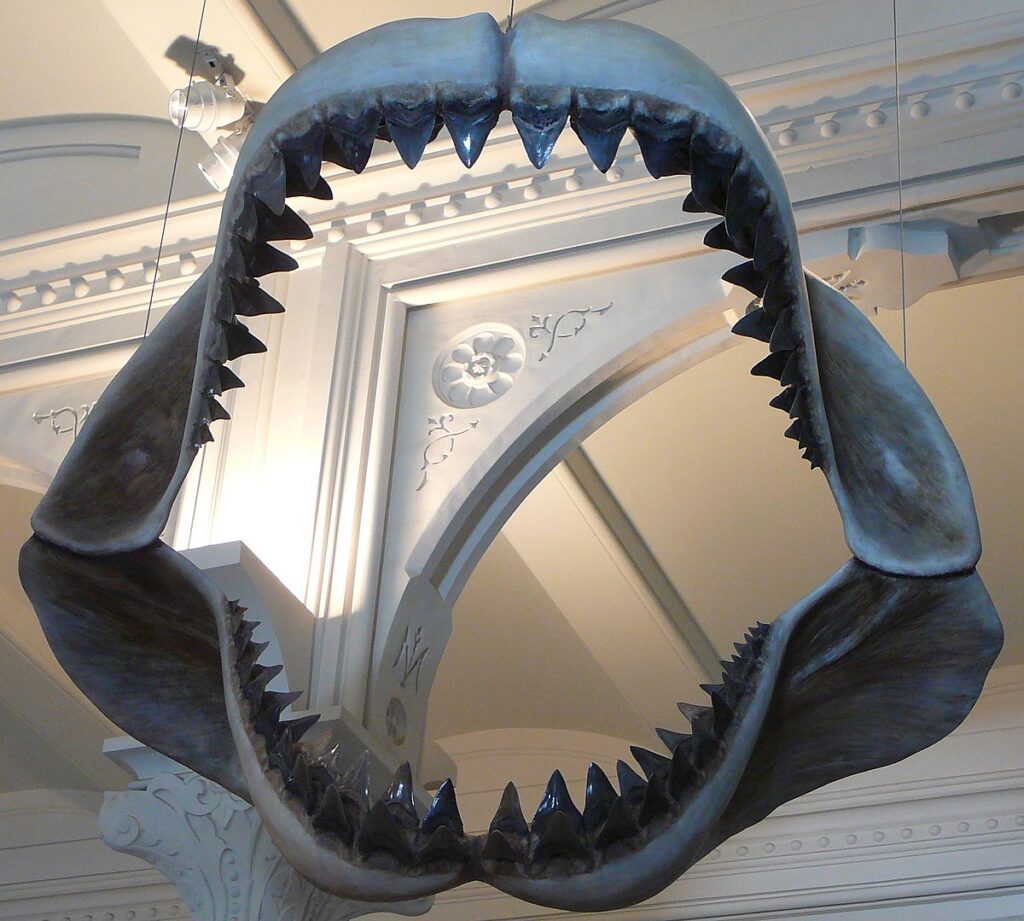 Milžiniškasis megalodonas: Jūrų Gigantas, Kuris Valdė Vandenis